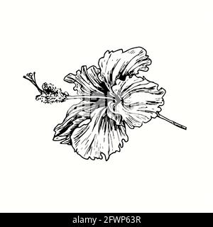 Vue latérale sur les fleurs de Hibiskus. Dessin d'une boisée noire et blanche à l'encre. Banque D'Images