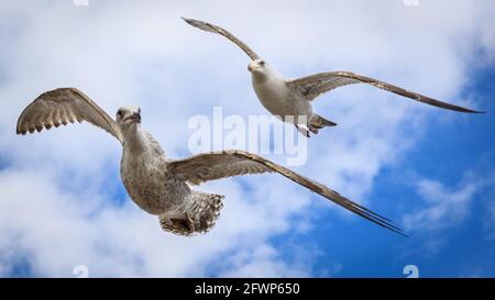 Goéland à bec circulaire ou mouette à bec (Larus delawarensis), juvénile (avant) et adulte, ailes écartés, ailes écartés, Angleterre, Royaume-Uni Banque D'Images