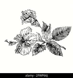 Branche de fleurs de Hibiskus avec fleurs et feuilles. Dessin d'une boisée noire et blanche à l'encre. Banque D'Images