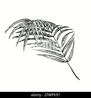 Areca feuille de palmier. Dessin d'une boisée noire et blanche à l'encre. Banque D'Images