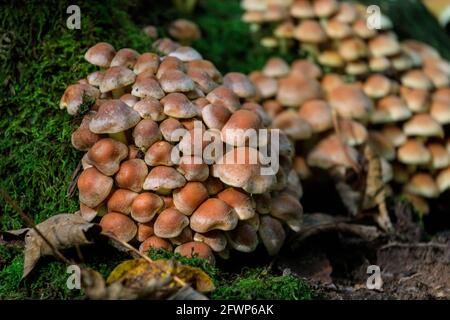 Groupe de champignons hypholoma lateritium, également bouchon de brique, champignon de châtaignier, chapeau de cannelle, dessus de brique, kuritake, dans les bois Banque D'Images