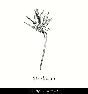 Strelitzia reginae (oiseau de paradis) fleur. Dessin d'une boisée noire et blanche à l'encre. Banque D'Images