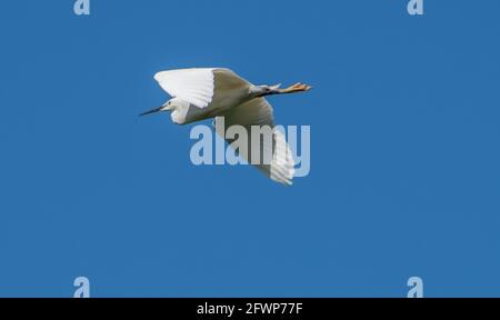 Un petit vol d'aigrette, Arnside, Milnthorpe, Cumbria, Royaume-Uni Banque D'Images