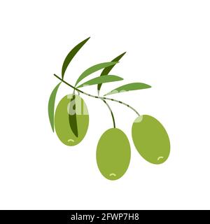 Olives vertes légères sur une branche, nourriture saine, clipart vecteur de style plat, isolat sur blanc Illustration de Vecteur