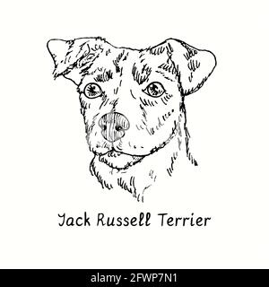 Jack Russell Terrier (Parson Russell Terrier) vue avant du museau. Dessin d'une boisée noire et blanche à l'encre. Banque D'Images