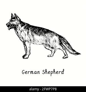 German Shepherd (Deutshe Schäferhund) vue latérale debout. Dessin d'une boisée noire et blanche à l'encre. Banque D'Images