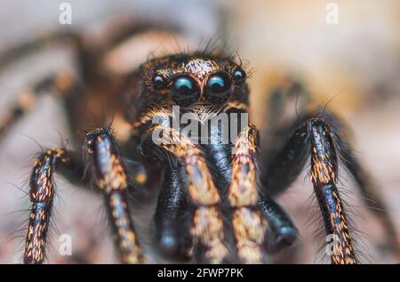 Araignée sautant Salticus cingulatus. Yeux de Salticus cingulatus. Portrait drôle d'araignée Banque D'Images