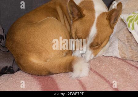 Chien basenji adulte dormant doux, enroulé sur le canapé du maître Banque D'Images