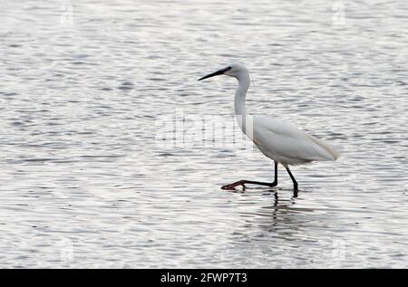 Un peu de pêche à l'aigrette, Arnside, Milnthorpe, Cumbria, Royaume-Uni Banque D'Images