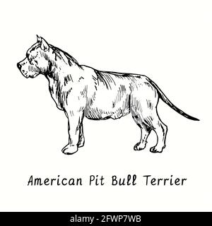 Vue latérale du American Pit Bull Terrier. Dessin d'une boisée noire et blanche à l'encre. Banque D'Images