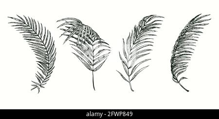 Collection de feuilles de palmier areca. Dessin d'une boisée noire et blanche à l'encre. Banque D'Images