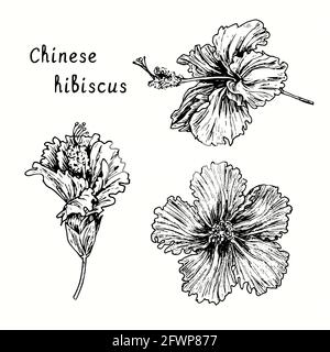 Ensemble de fleurs d'hibiscus chinois. Dessin d'une boisée noire et blanche à l'encre. Banque D'Images