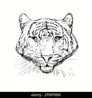 Vue avant de la tête du tigre. Dessin d'encreur noir et blanc. Banque D'Images