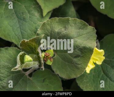 Saruma Henryi, gingembre sauvage droit, feuillage et fleur jaune en gros plan Banque D'Images