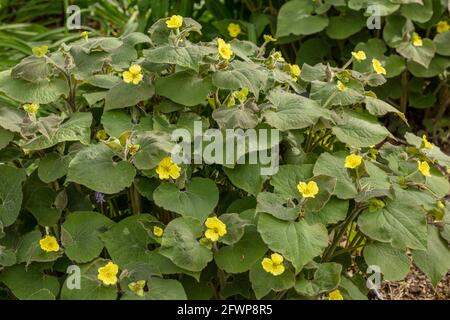 Saruma Henryi, gingembre sauvage droit, feuillage et fleur jaune en gros plan Banque D'Images