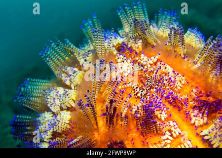 Oursin de mer, oursin à feu variable, asthénosoma varium, corail, Lembeh, Nord Sulawesi, Indonésie, Asie Banque D'Images