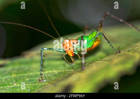 Sauterelle, forêt tropicale, parc national de Marino Ballena, Uvita de Osa, Puntarenas, Costa Rica, Amérique centrale, Amérique Banque D'Images