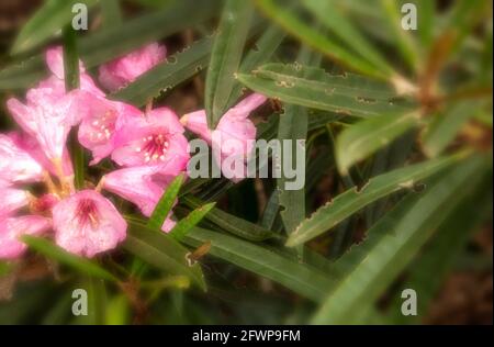 Rhododendron makinoi, Makino rhododendron, floraison au printemps. Portrait naturel des plantes Banque D'Images