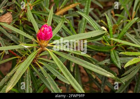 Rhododendron makinoi, Makino rhododendron, floraison au printemps. Portrait naturel des plantes Banque D'Images