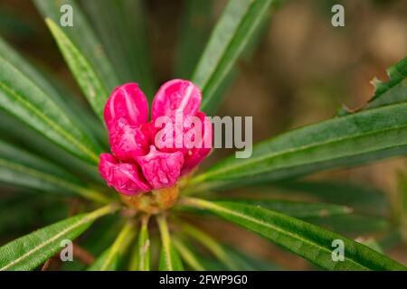 Rhododendron makinoi, Makino rhododendron, floraison au printemps. Portrait naturel des plantes Banque D'Images