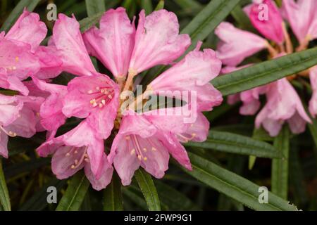 Rhododendron makinoi, Makino rhododendron, floraison au printemps. Portrait naturel des plantes Banque D'Images
