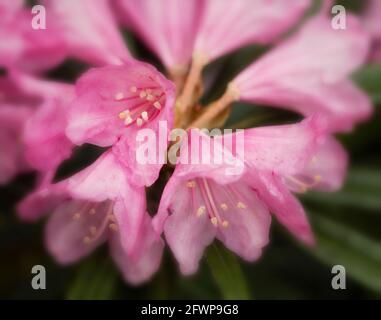 Rhododendron makinoi, Makino rhododendron, floraison au printemps. Portrait naturel des plantes Banque D'Images