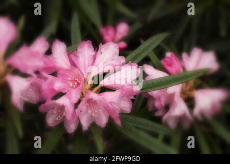 Rhododendron makinoi, Makino rhododendron, floraison au printemps. Portrait naturel des plantes Banque D'Images