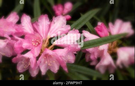 Rhododendron makinoi, Makino rhododendron, floraison au printemps. Portrait naturel des plantes Banque D'Images