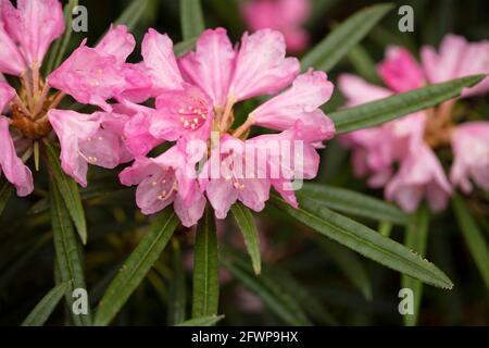 Rhododendron makinoi, Makino rhododendron, floraison au printemps. Portrait naturel des plantes Banque D'Images