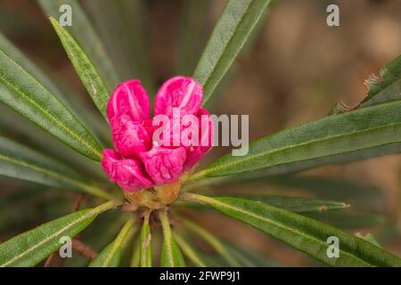 Rhododendron makinoi, Makino rhododendron, floraison au printemps. Portrait naturel des plantes Banque D'Images