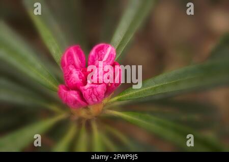 Rhododendron makinoi, Makino rhododendron, floraison au printemps. Portrait naturel des plantes Banque D'Images