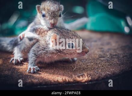 Petite fille écureuil bébé mandes grands frères dos, adorable photo sur le thème de l'animal, trois-rayures palmier écureuil bébés sont abandonnés par le paren Banque D'Images