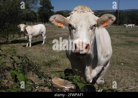 Bétail charolais dans le centre de la France. La race, principalement élevée à la viande, est originaire de Charolles, dans le département de Saône-et-Loire, dans le centre de la France. Banque D'Images