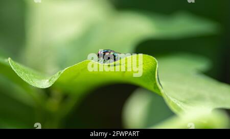 Mouche assise sur une feuille verte gros plan macro détaillé. Banque D'Images