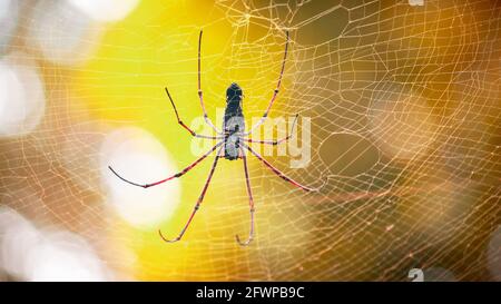 Tisserand d'orbe doré géant et ses 8 longues jambes complètement étirées dans la vue des filets. Attendant que des proies comme des insectes volants s'emmêlent dans la toile d'araignée. Banque D'Images