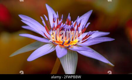 Photographie macro d'une fleur de nénuphars pourpre et de son motif pollinique. Banque D'Images