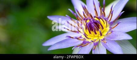 Belle fleur de nénuphars gros plan photo macro. Banque D'Images