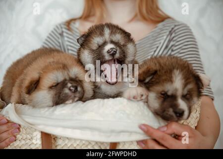 Chiots douillets drôles dans un panier confortable entre les mains du propriétaire. Banque D'Images