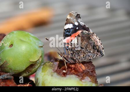 vue ventrale du papillon amiral rouge se nourrissant de fruits pourris Banque D'Images