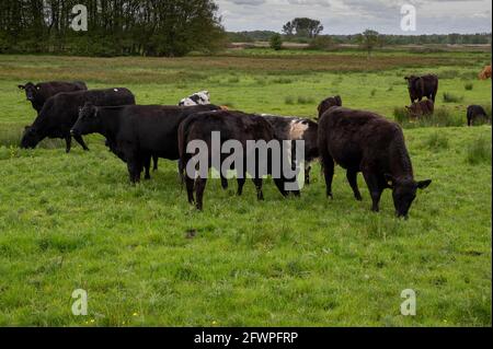 Un champ avec un certain nombre de vaches avec des veaux dedans un champ mangeant de l'herbe Banque D'Images