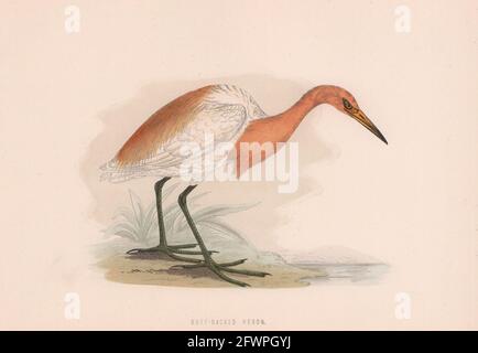 Heron à l'arrière-bouf. Morris's British Birds. Imprimé couleur antique 1870 vieux Banque D'Images