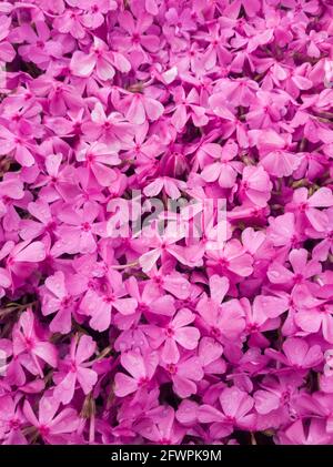 Primula farinosa rose fond, fleurs Primrose pour les yeux des oiseaux. Banque D'Images