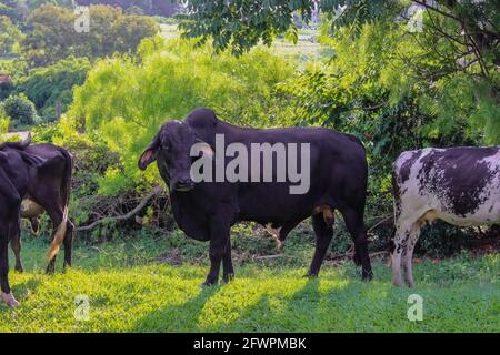 Vaches de différentes races dans un champ herbacé sur un jour ensoleillé et des nuages lumineux dans une ferme au Brésil. Banque D'Images