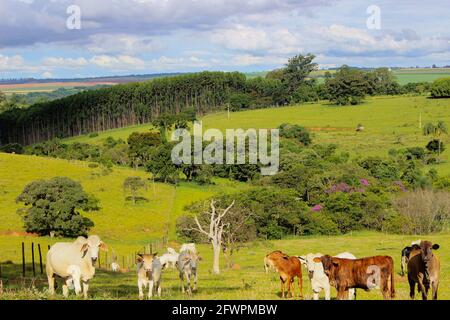 Vaches de différentes races dans un champ herbacé sur un jour ensoleillé et des nuages lumineux dans une ferme au Brésil. Banque D'Images