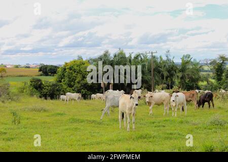 Vaches de différentes races dans un champ herbacé sur un jour ensoleillé et des nuages lumineux dans une ferme au Brésil. Banque D'Images