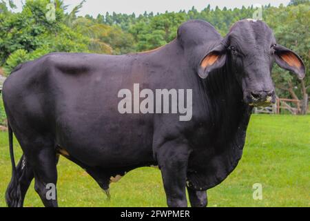 Vaches de différentes races dans un champ herbacé sur un jour ensoleillé et des nuages lumineux dans une ferme au Brésil. Banque D'Images