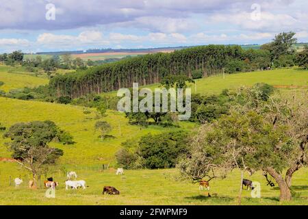 Vaches de différentes races dans un champ herbacé sur un jour ensoleillé et des nuages lumineux dans une ferme au Brésil. Banque D'Images