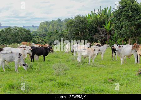 Vaches de différentes races dans un champ herbacé sur un jour ensoleillé et des nuages lumineux dans une ferme au Brésil. Banque D'Images