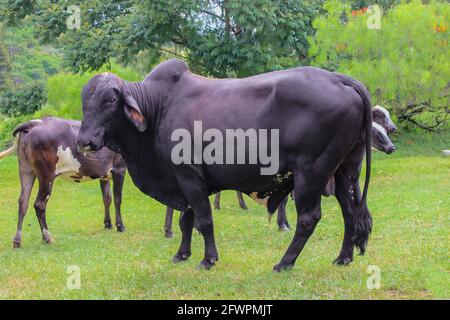 Vaches de différentes races dans un champ herbacé sur un jour ensoleillé et des nuages lumineux dans une ferme au Brésil. Banque D'Images