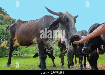 Un fermier a nourri à une vache noire domestique sur la ferme. Bétail mangeant dans le creux, dans le confinement. Banque D'Images